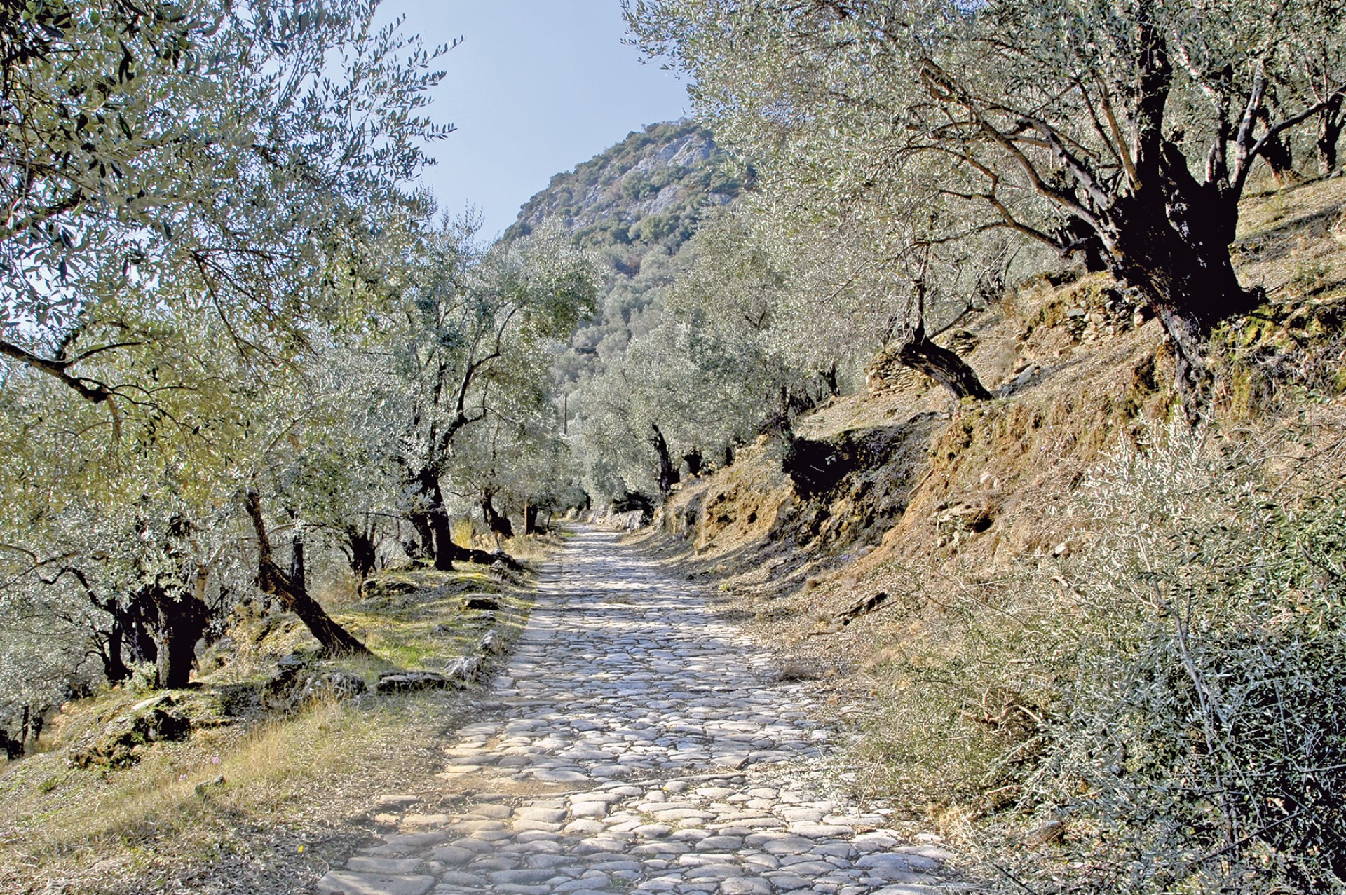 «Πατουμένη» 