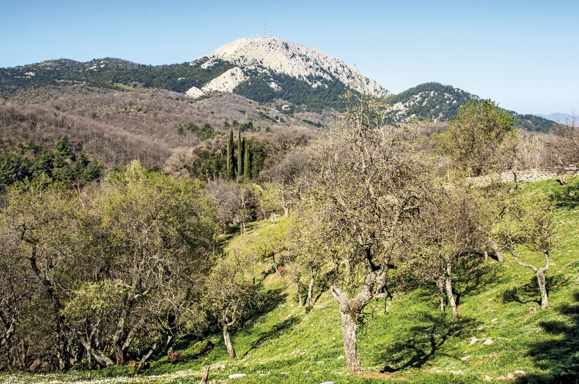 Πιτζίλια, καστανιώνας, κορυφή Ολύμπου