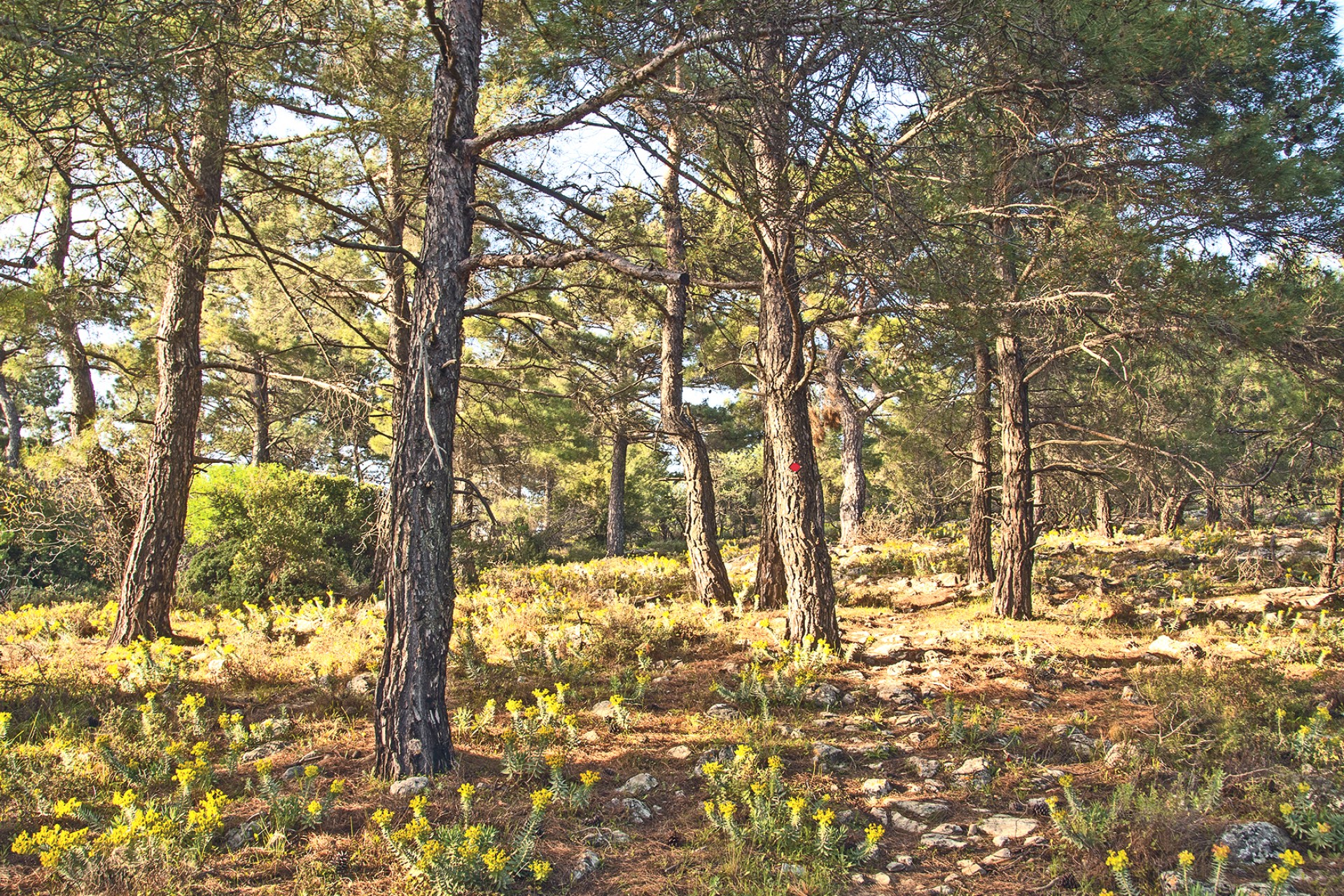 Ανεβαίνοντας στην κορυφή του Περιστεριού