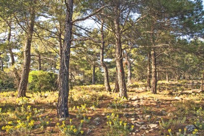 Ανεβαίνοντας στην κορυφή του Περιστεριού