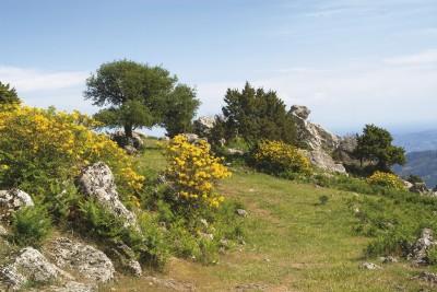 Ροδόδεντρα στην κορυφή «Προφήτης Ηλίας»